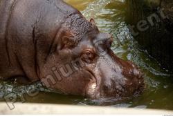 Hippo # 2